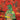 King Gizzard & the Lizard Wizard - 12 Bar Bruise (2026 Reissue)