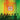 King Gizzard & the Lizard Wizard - Float Along - Fill Your Lungs (2026 Reissue)
