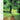 Hiroshi Yoshimura - Quiet Forest