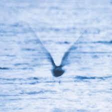 RYO FUKUI - MELLOW DREAM